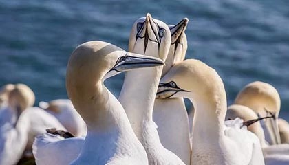 九游官网app下载-老马遗体告别前女友被拒 白发前经纪人和弟弟抬棺