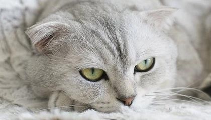 九游官网app下载-韦少离队哈登何去何从？大胡子加盟到底篮网靠谱吗