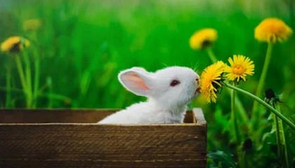 新华社：恒大“无欲不刚” 卡帅要为亚冠战绩负责